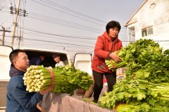 購買“愛心芹菜” 助農(nóng)惠農(nóng)